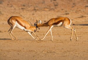 Two antelopes fighting